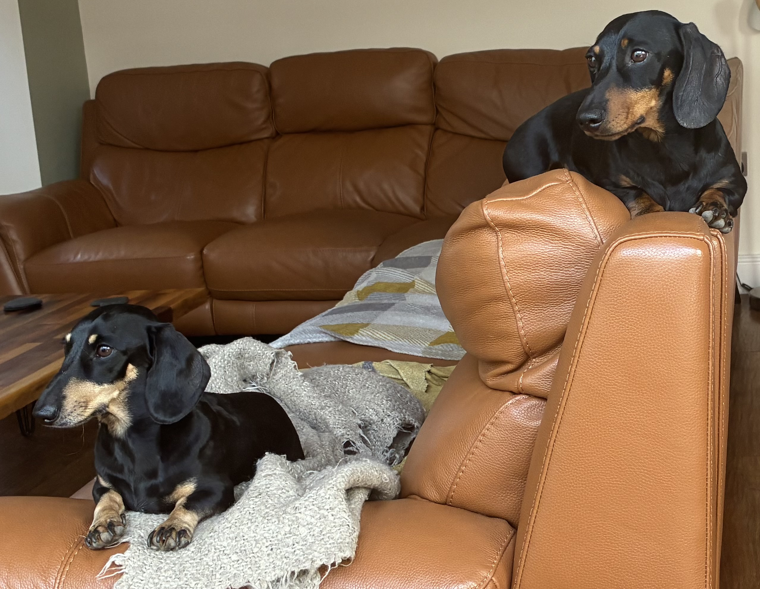 Miniature Dachshunds Max and Milo on the arm/back of the sofa