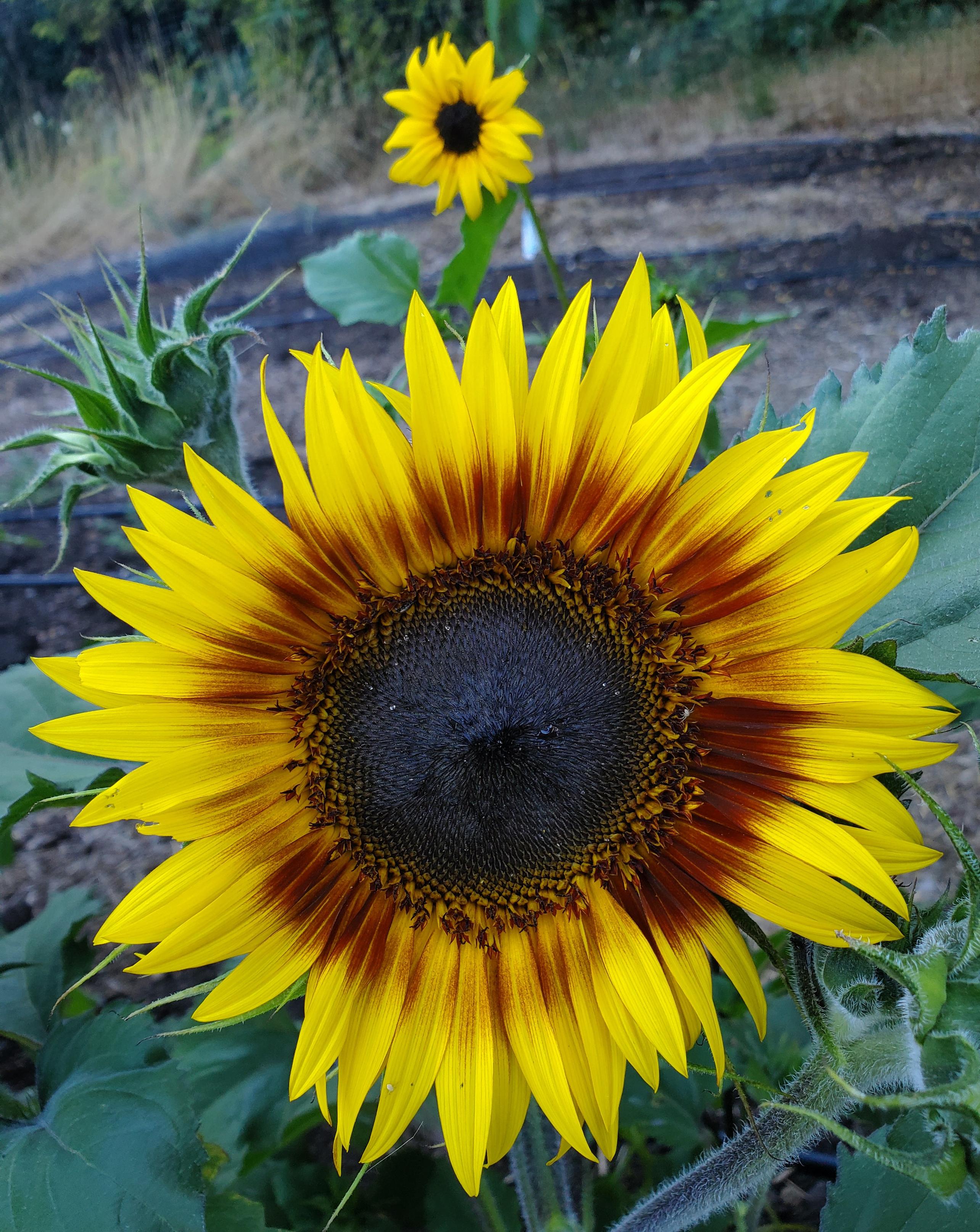 Looking straight at an open sunflower with a dark brown center surrounded by yellow petals with reddish base. Directly behind and out of focus is a much smaller flower in classic sunflower yellow with a brown center. These are shorter varieties and the photos taken right at the flower level looking slightly down