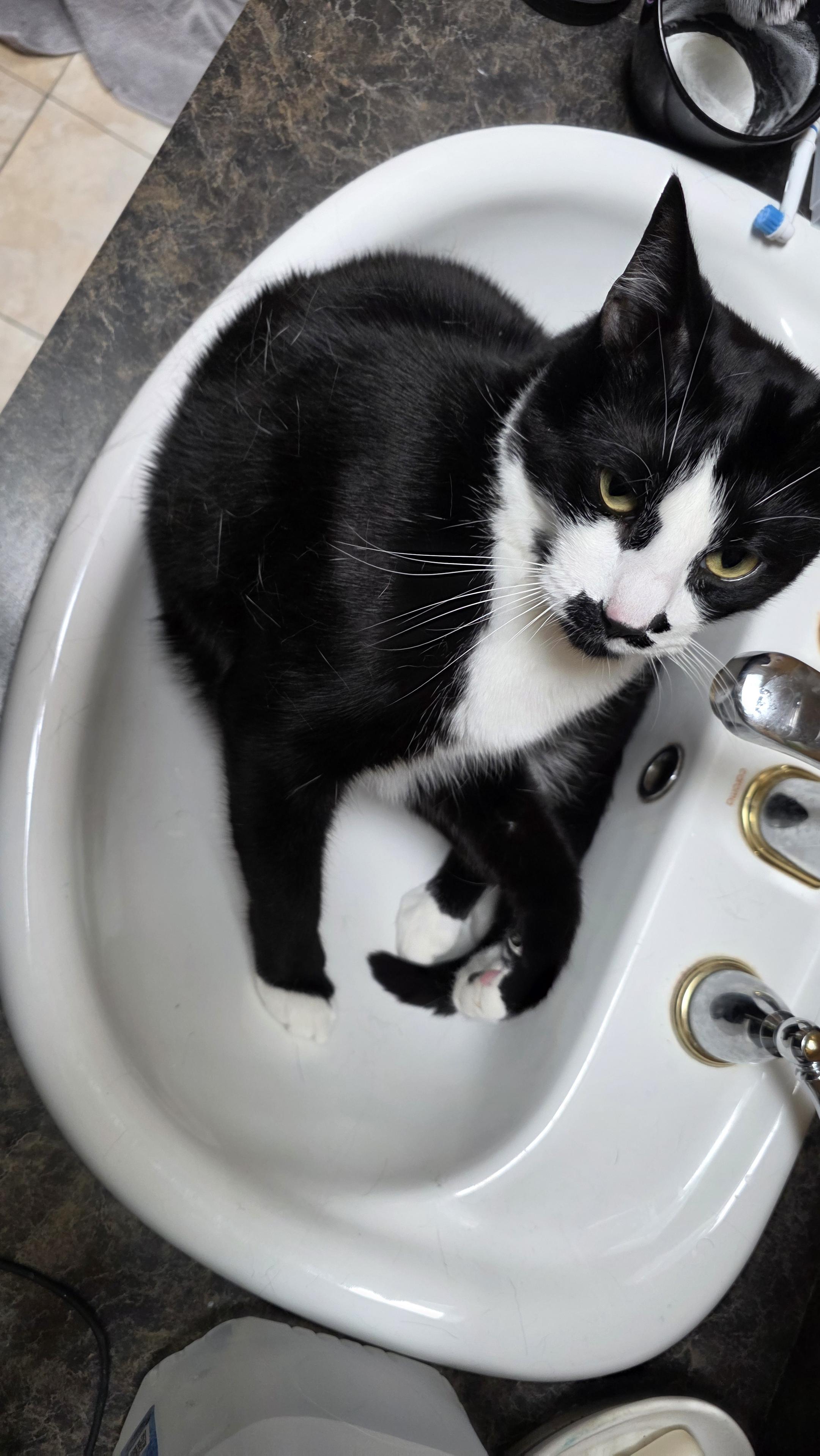 Tuxedo cat in sink purring