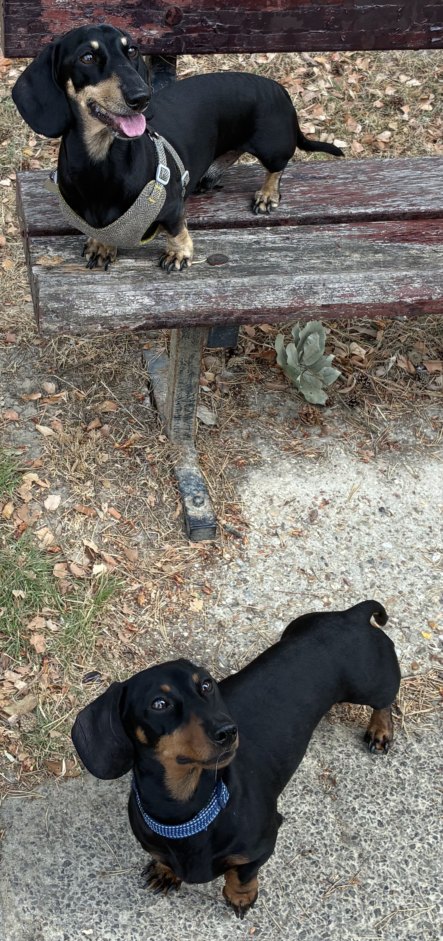 Miniature Dachshund Max on a park bench with Milo stood in front