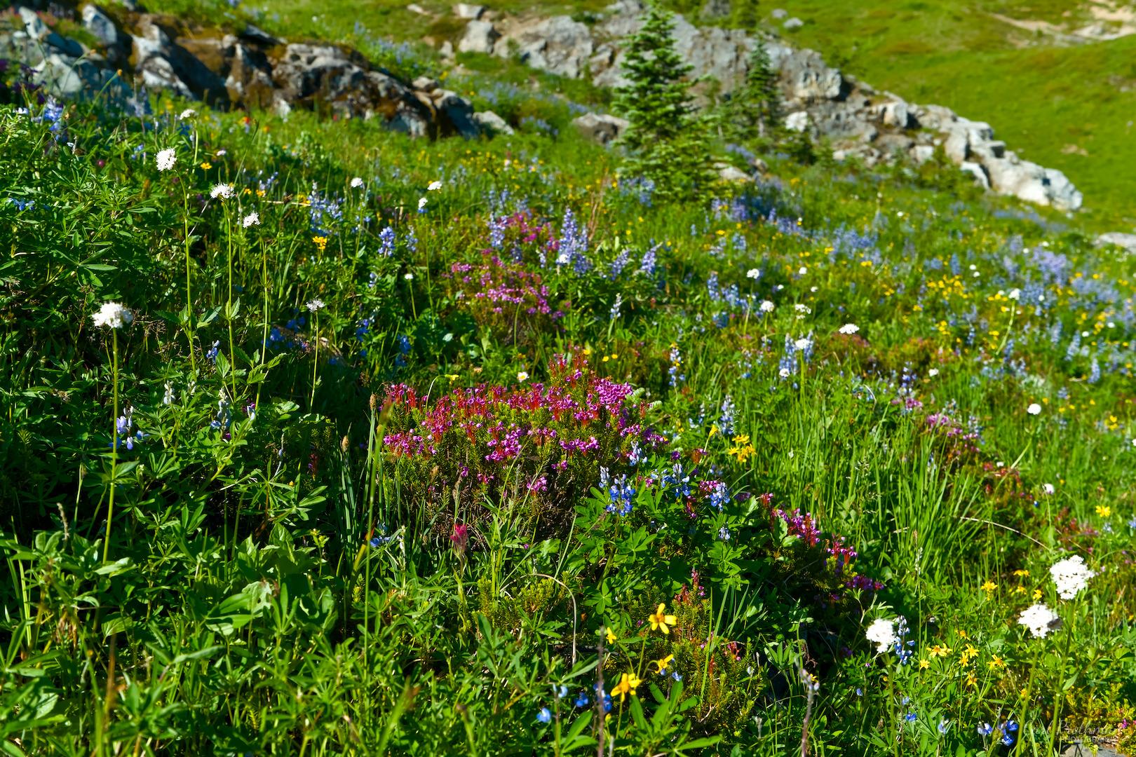 A broad alpine hillside is covered in a dense mix of summer wildflowers and green grasses. Tall blue lupines stand out across the foreground and middle distance, mixed with clusters of bright pink, yellow, and small white blossoms. Scattered gray rocks break up the meadow, while a few young evergreen trees rise along the upper slope beneath soft daylight. The colorful hillside feels cheerful, peaceful, and full of life.