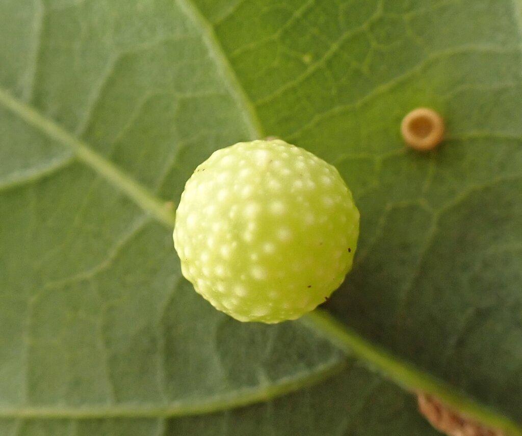 Photo of Cynips quercusfolii (Cherry Gall Wasp) by major_bombylius. Attribution: (c) Jon Mortin, some rights reserved (CC BY).