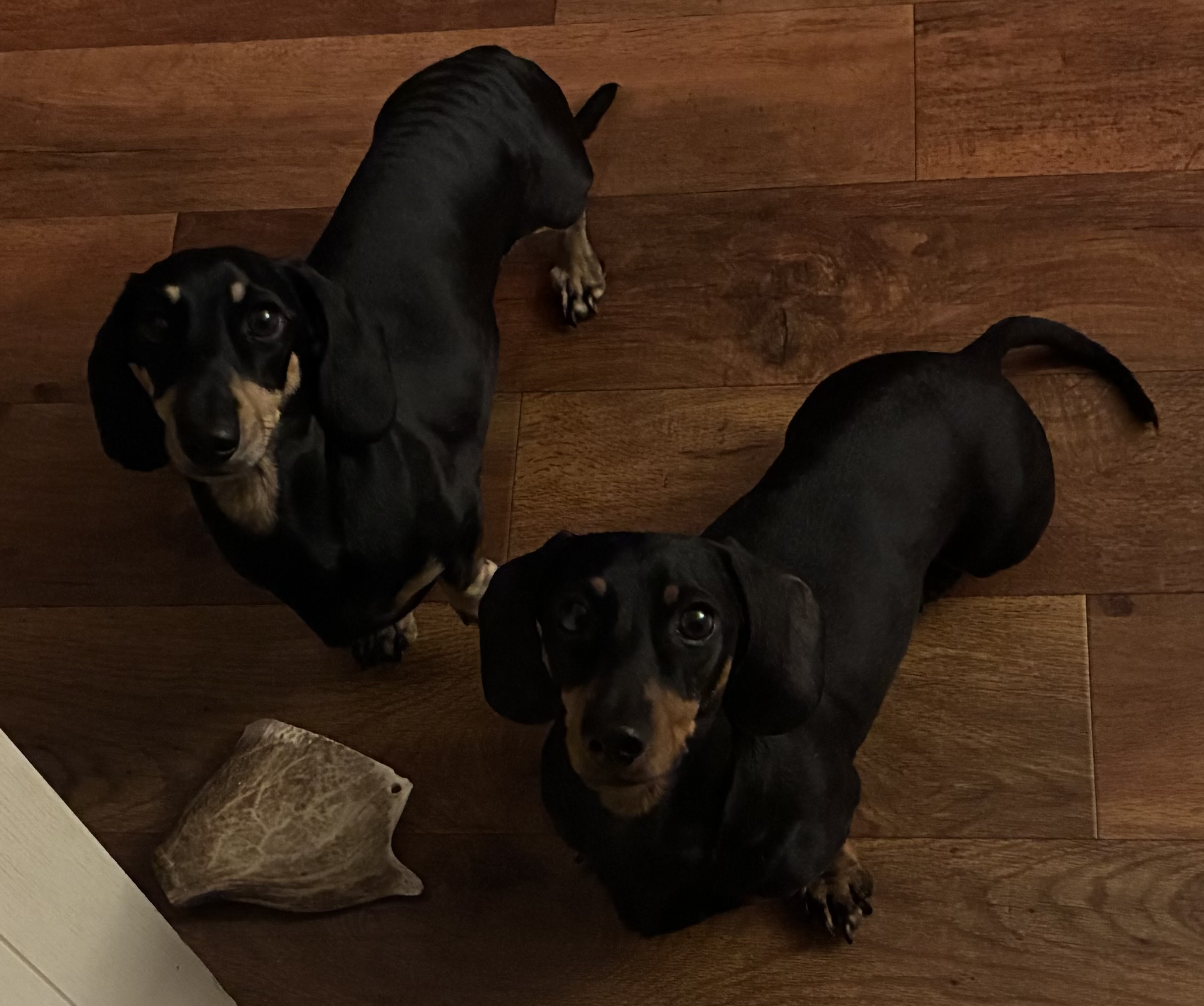 Miniature Dachshunds Max and Milo on a wood effect floor