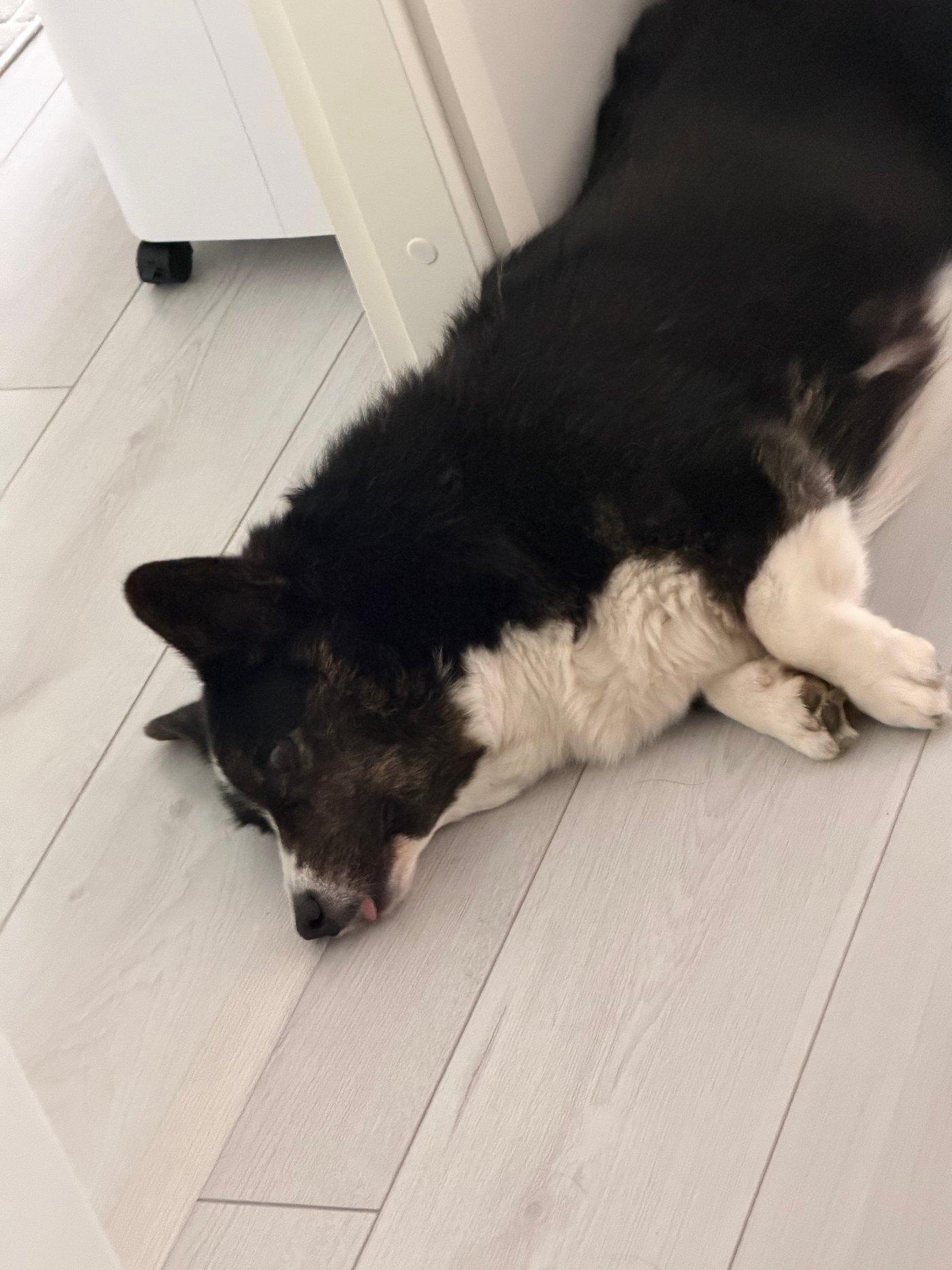 A black and white corgi cardigan lying on the floor with her tongue out.