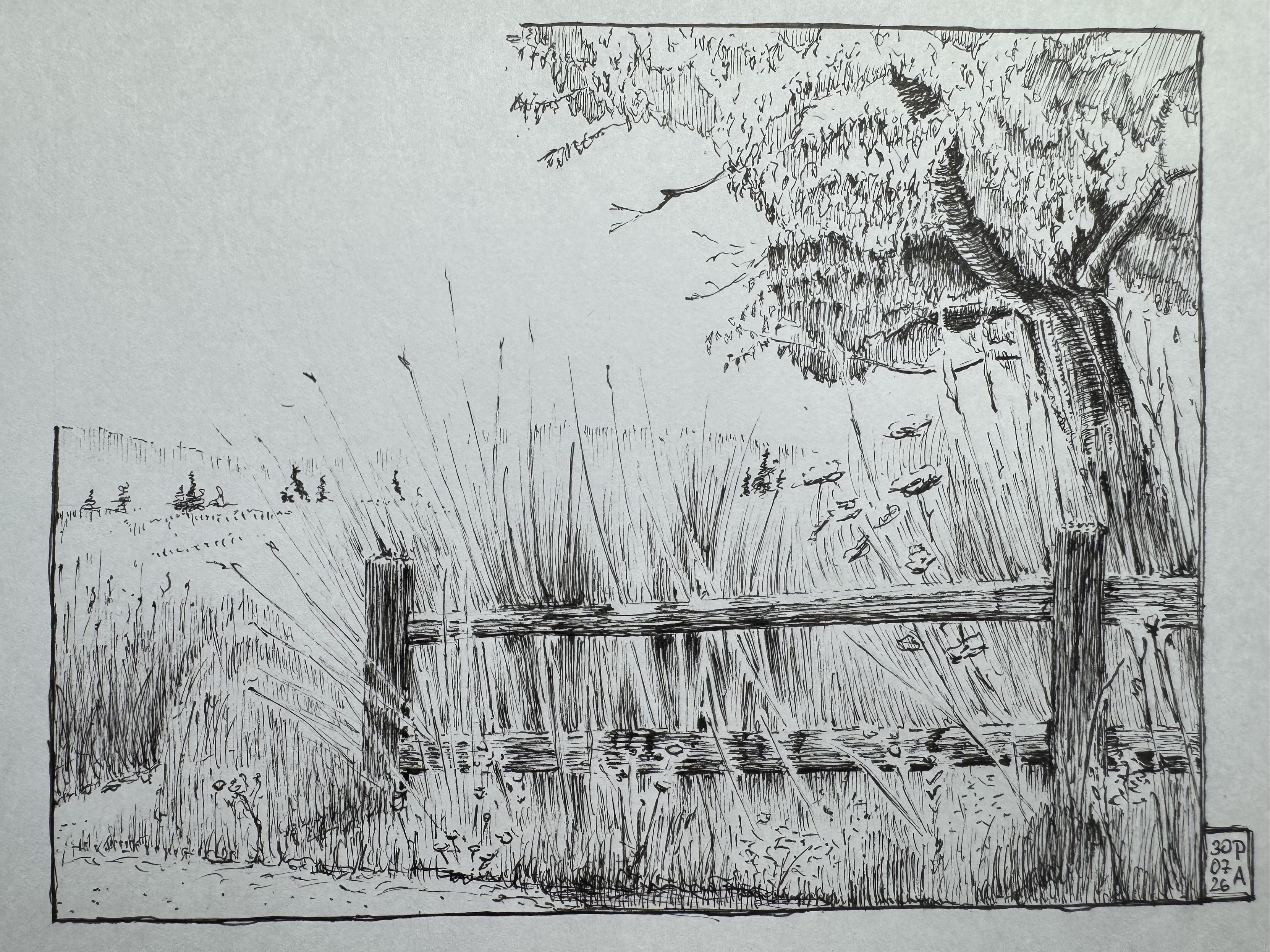 Ink drawing of a view from Powell Butte in Portland, OR. Front plane has a wooden fence, behind which there are tall grasses, hills and an old twisted fruit tree.