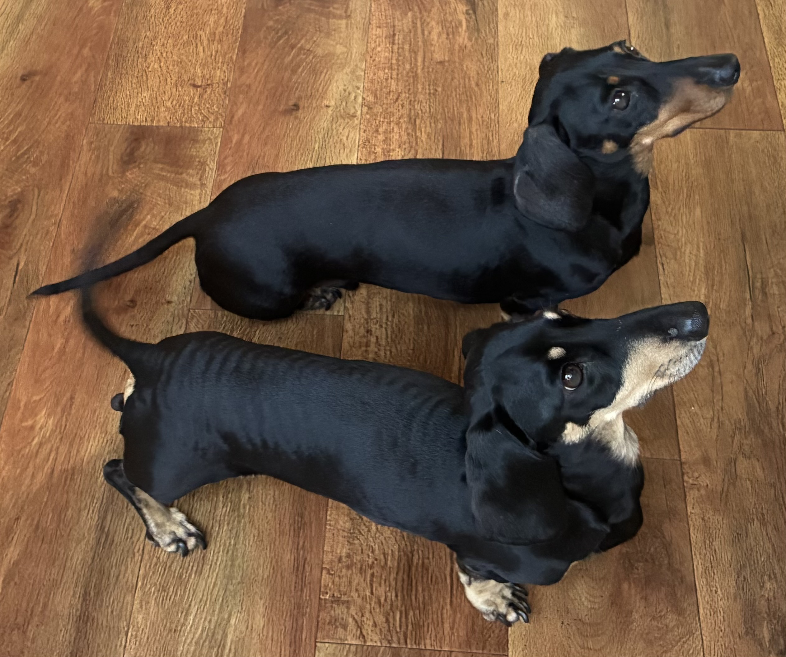 Miniature Dachshunds Max and Milo on a wood effect floor