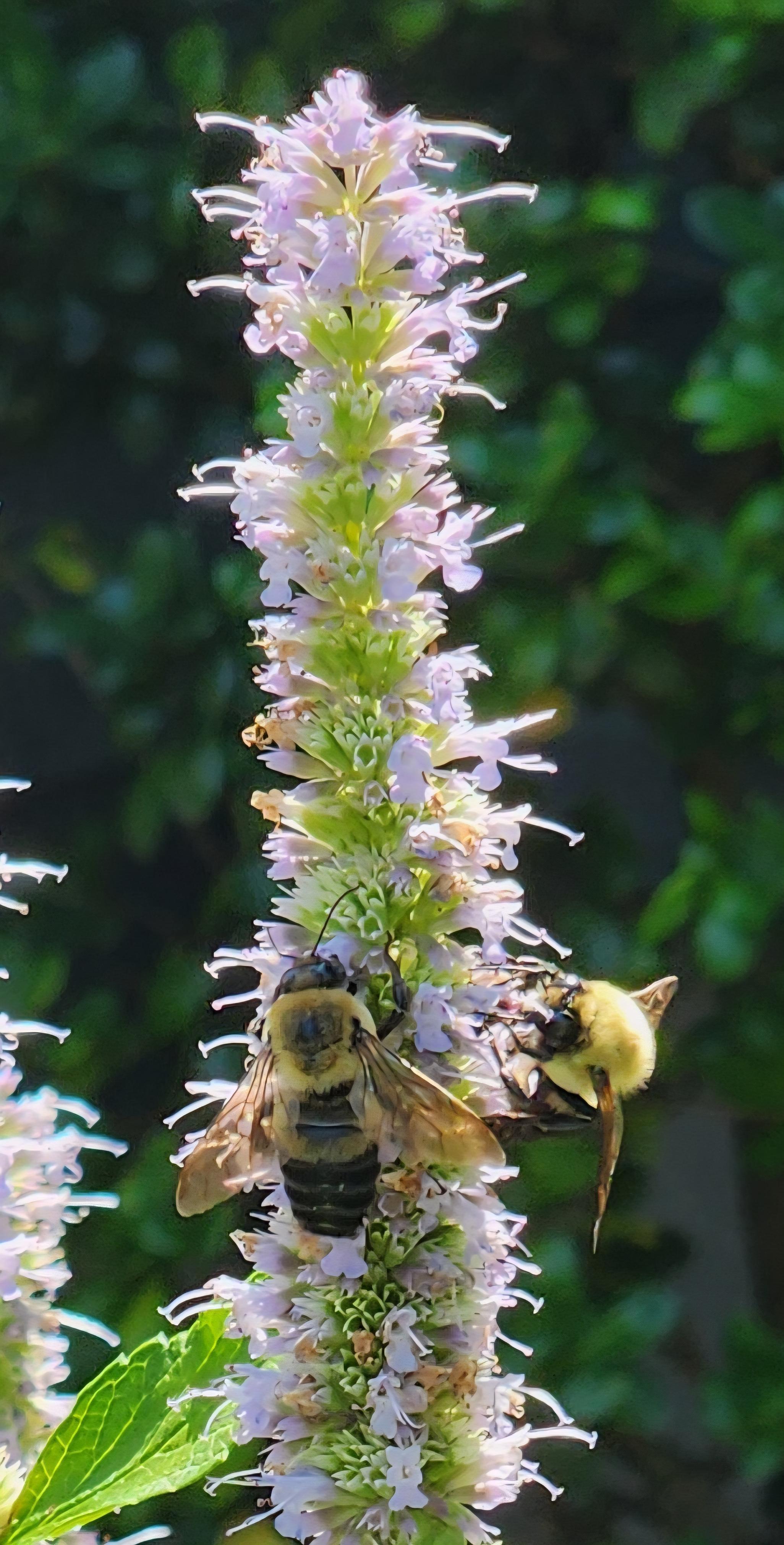 2 bees happily collecting pollen from a purplish flower stalk
