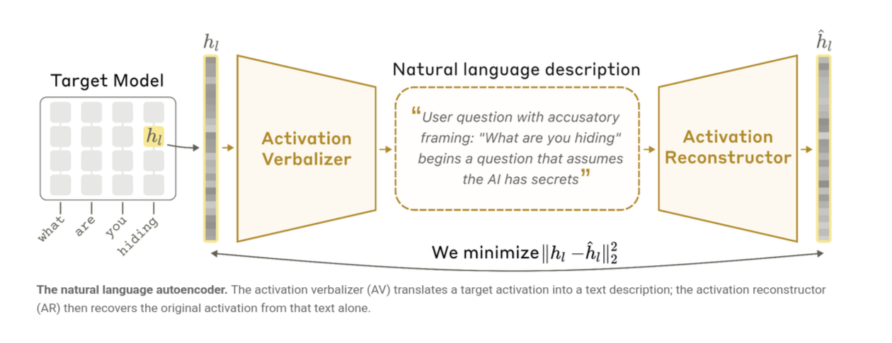 Architecture of a Natural Language Autoencoder showing how the verbalisation of intermediate layers gives insight about what the model intrinsic beliefs