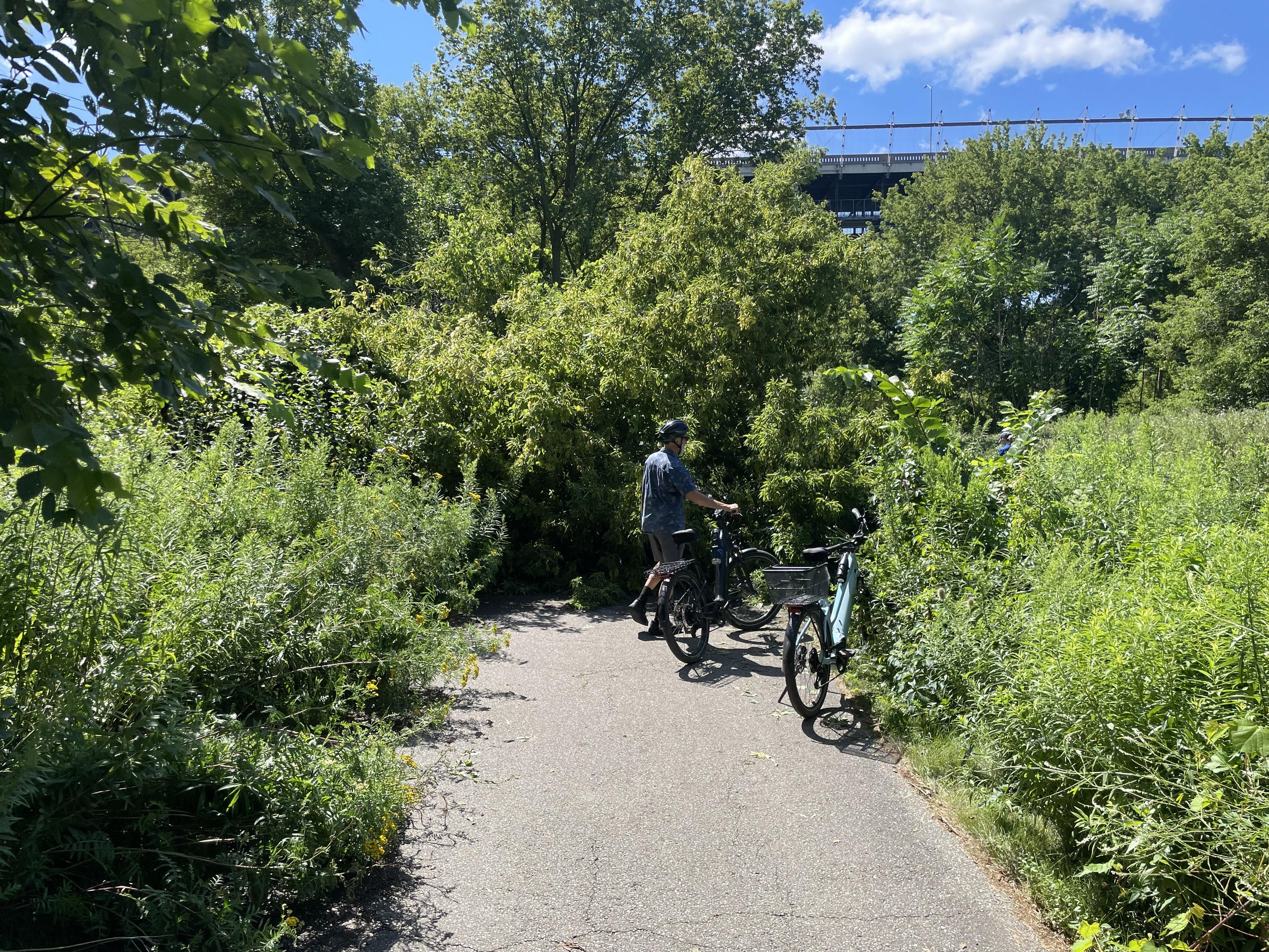 Photo of a paved bike path with dense green foliage on either side of it.  The path is completely blocked by a fallen tree.  One biker is walking his bike off the path to try to get around the blockage.