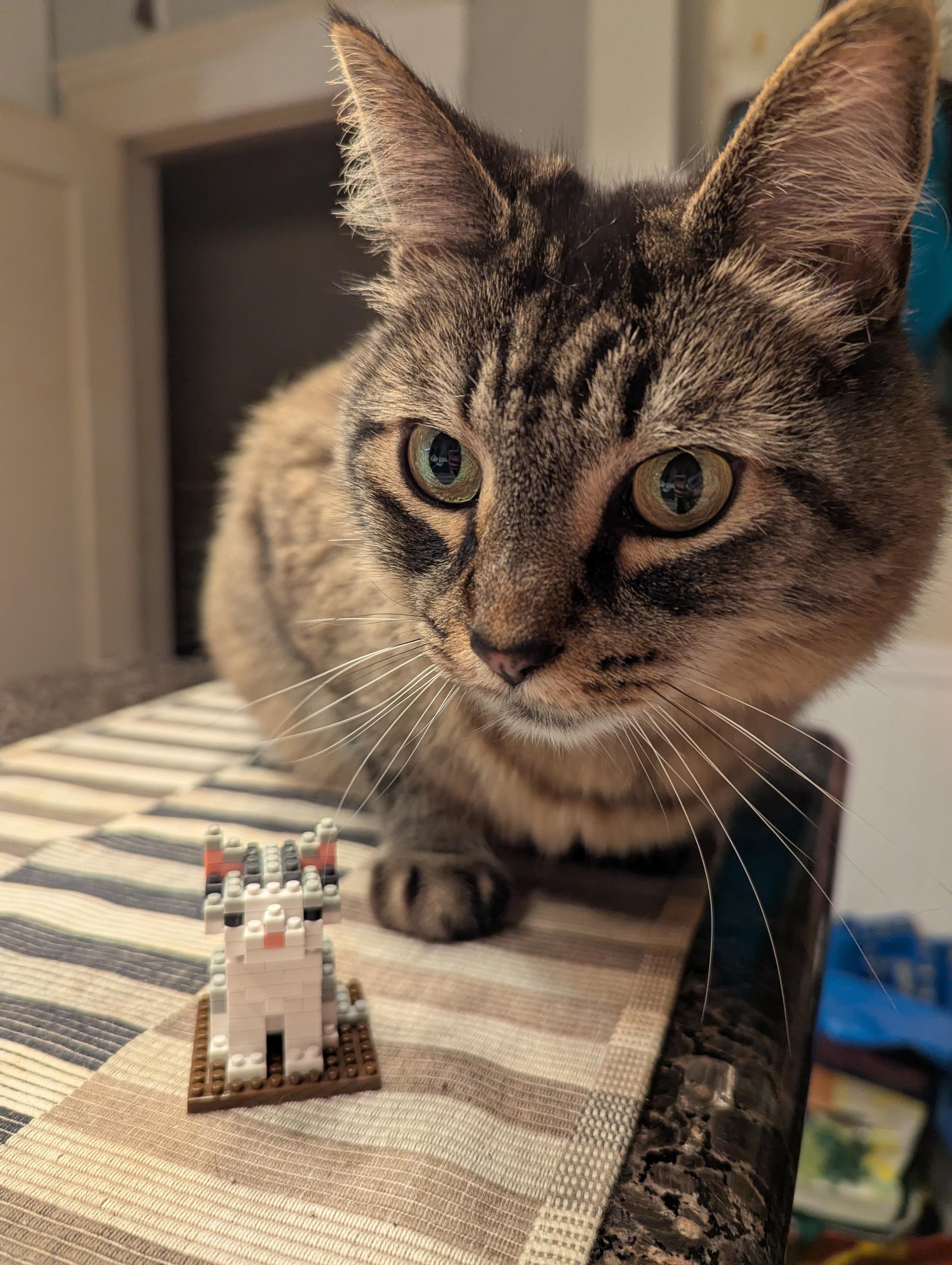 a large fluffy brown tabby cat next to a tiny grey and white tabby cat made of off-brand mini legos