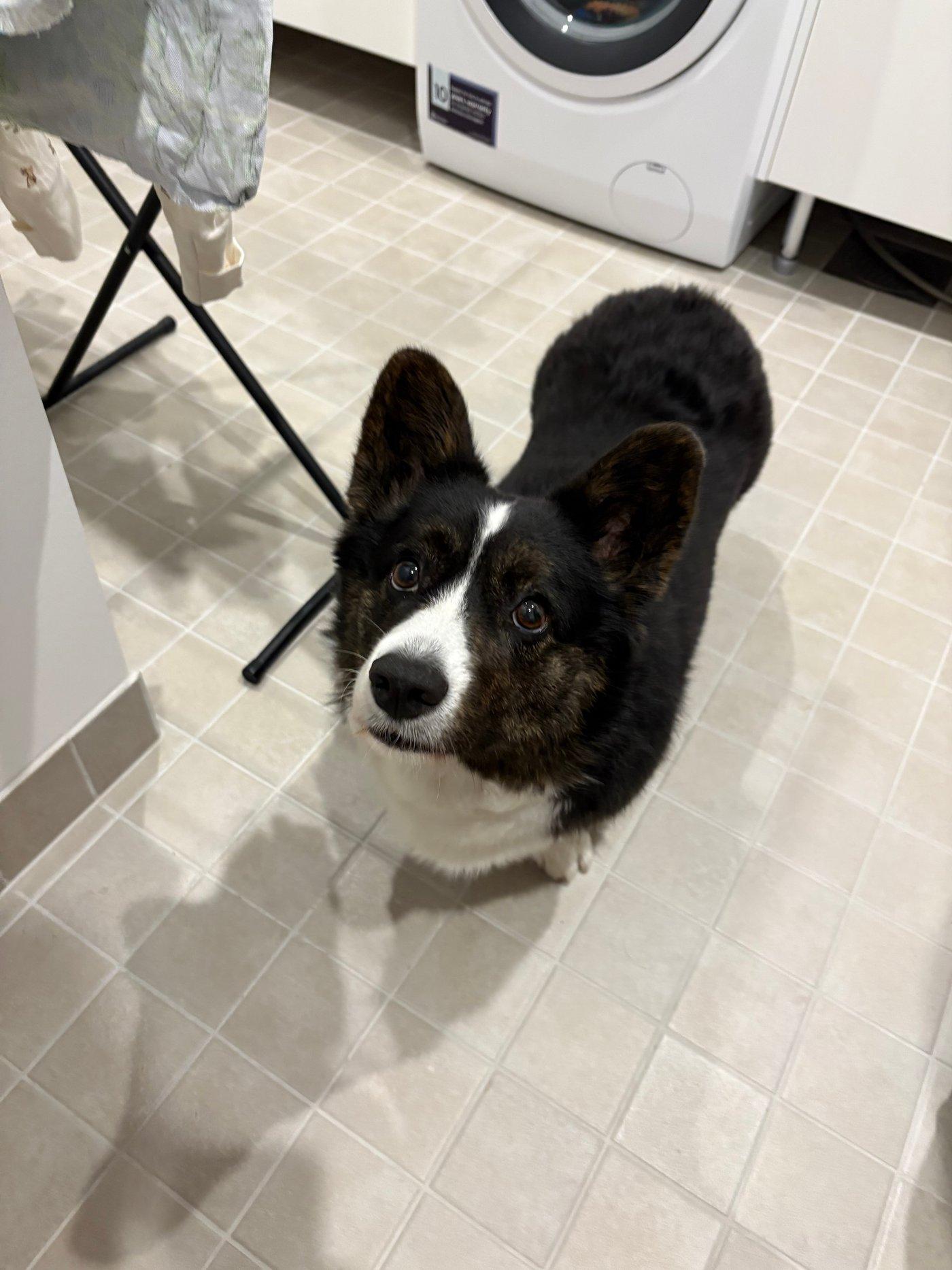 A black and white corgi cardigan watching up.
