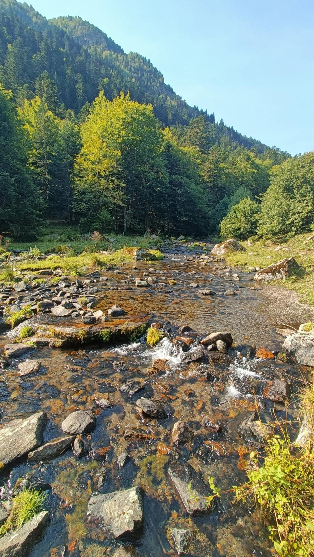 Very close-up view of a small river. 
You can see the pebbles and the riverbed through the clear water.
The forest is in the background.