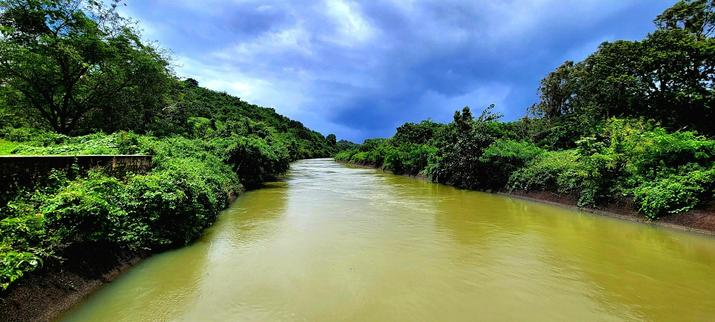 A river with greenish water. Lush green trees and bushes on both banks. Blue skies with white clouds. Sunlight falls on the greenery and the river water.