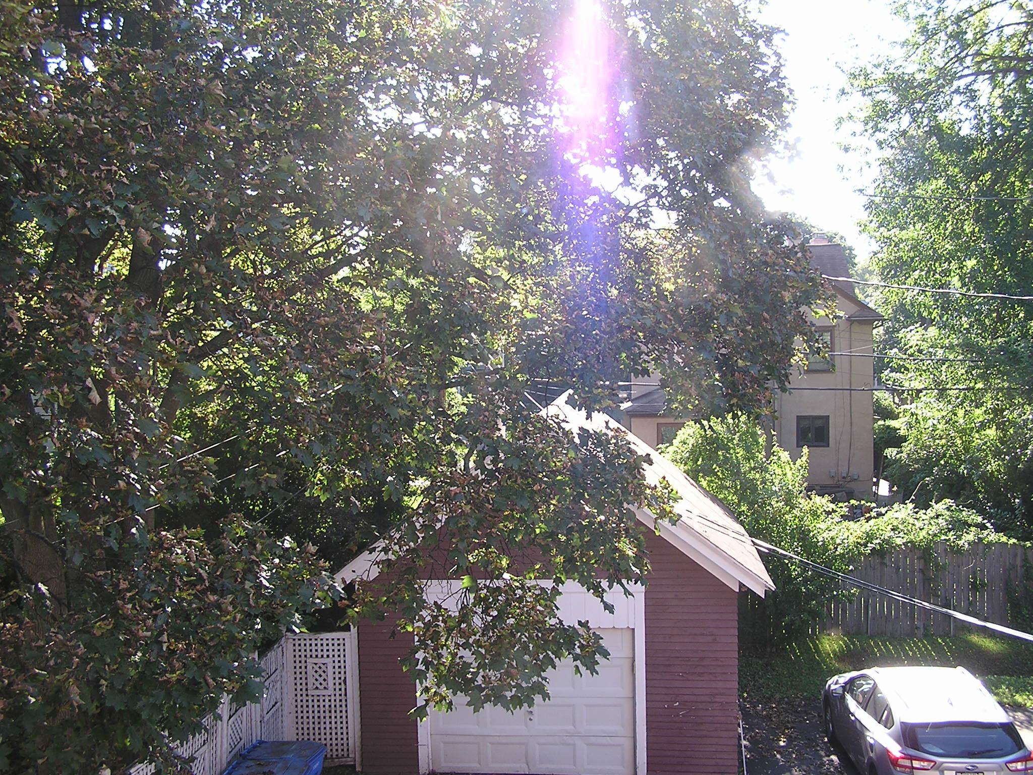 An apartment parking lot photographed from a balcony. There is a tree covering most of the field, and a purple artifact from the sun shining just above the frame.