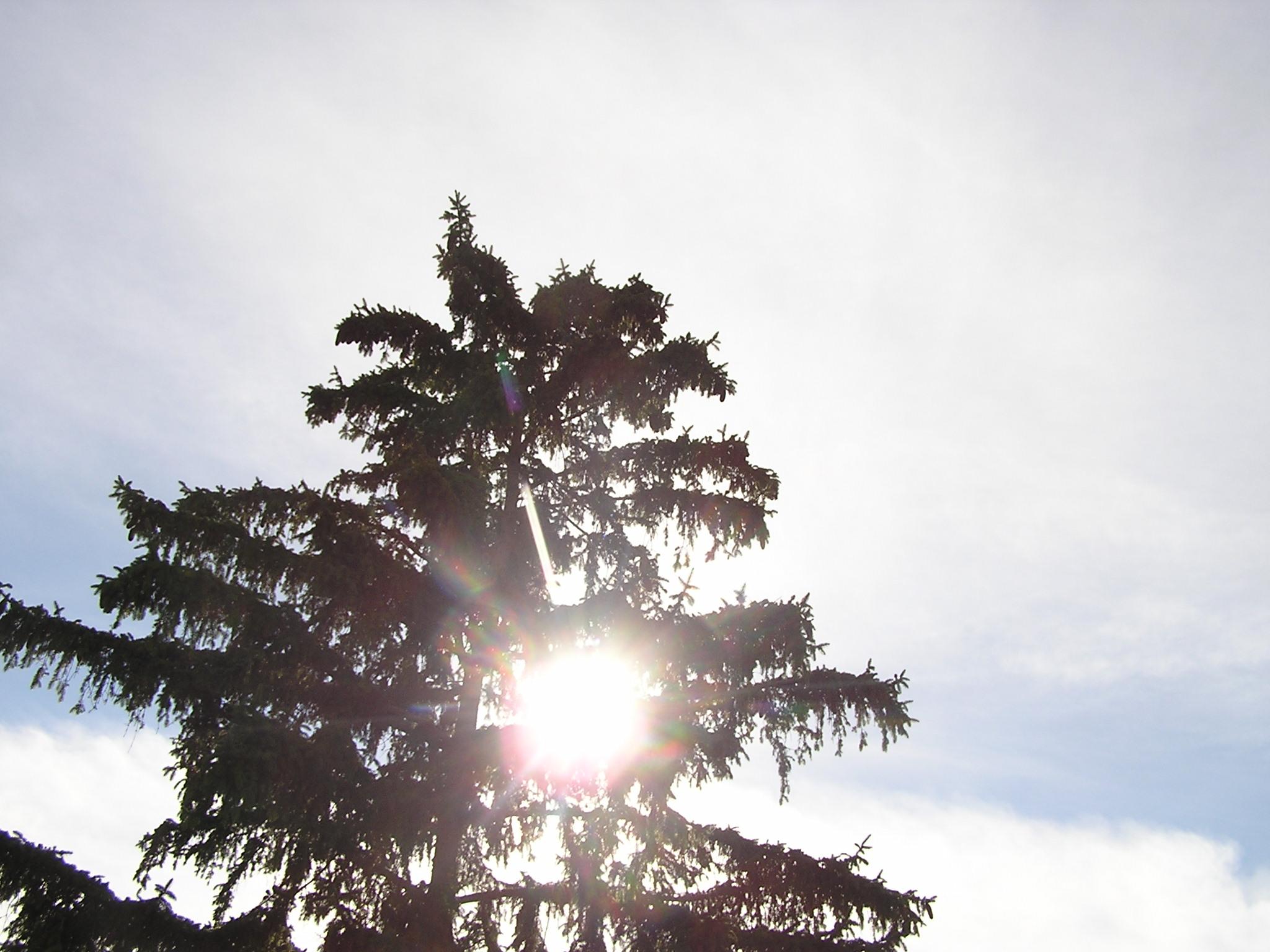 The sun shining through a pine tree, taken from a low, sharp angle