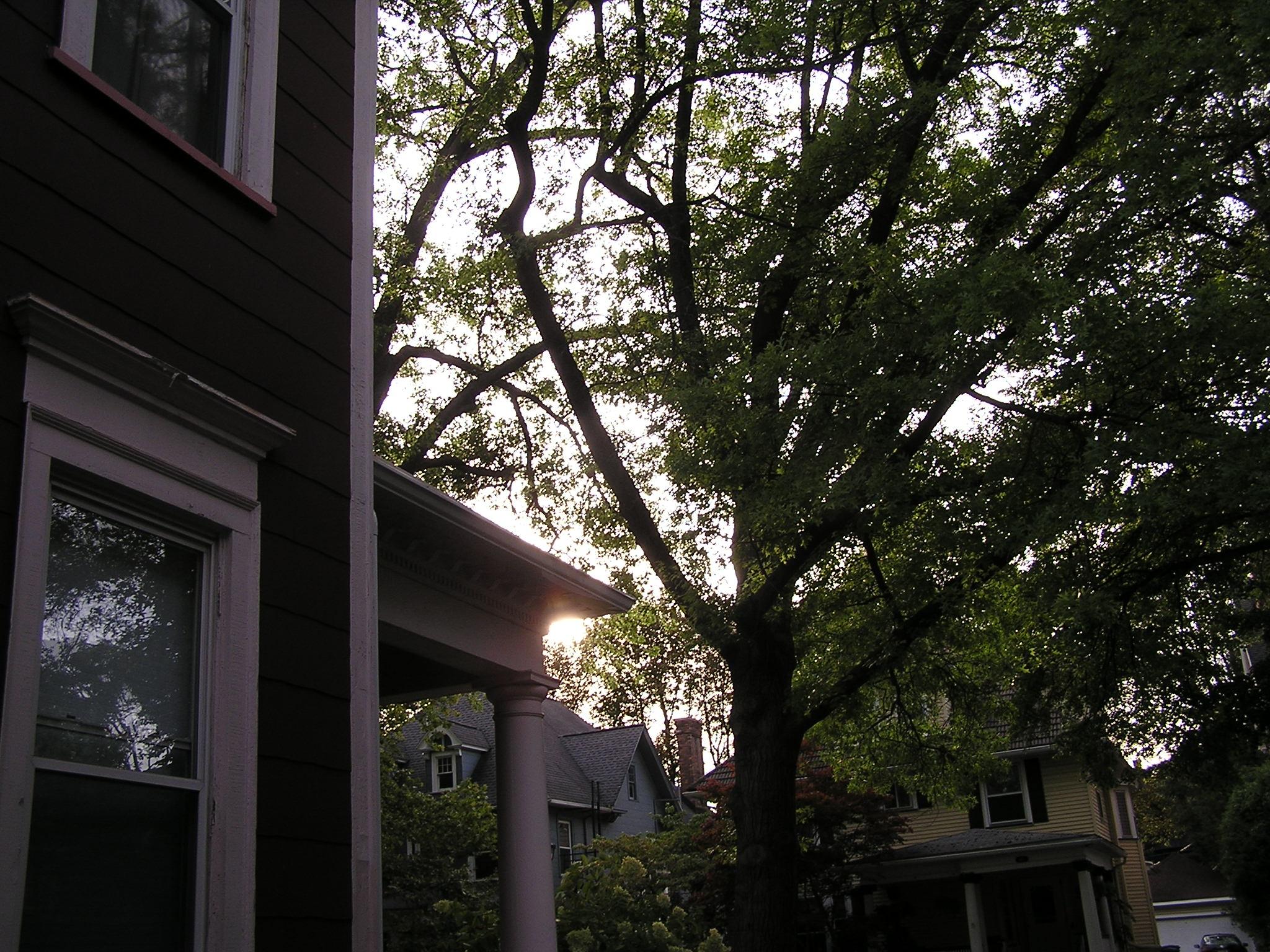 Trees along a residential street, with a burgundy house in the left foreground, and the setting sun just behind the edge of the porch roof, giving a golden halo.
