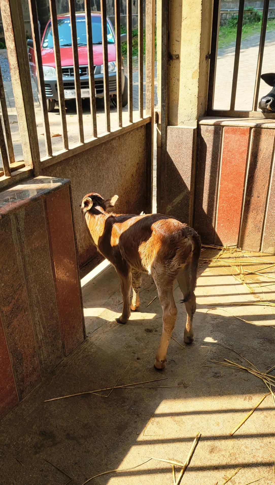 A brown newborn calf stands facing the door to an enclosure inside which it stands; brown wooden enclosure with window bars all around.
