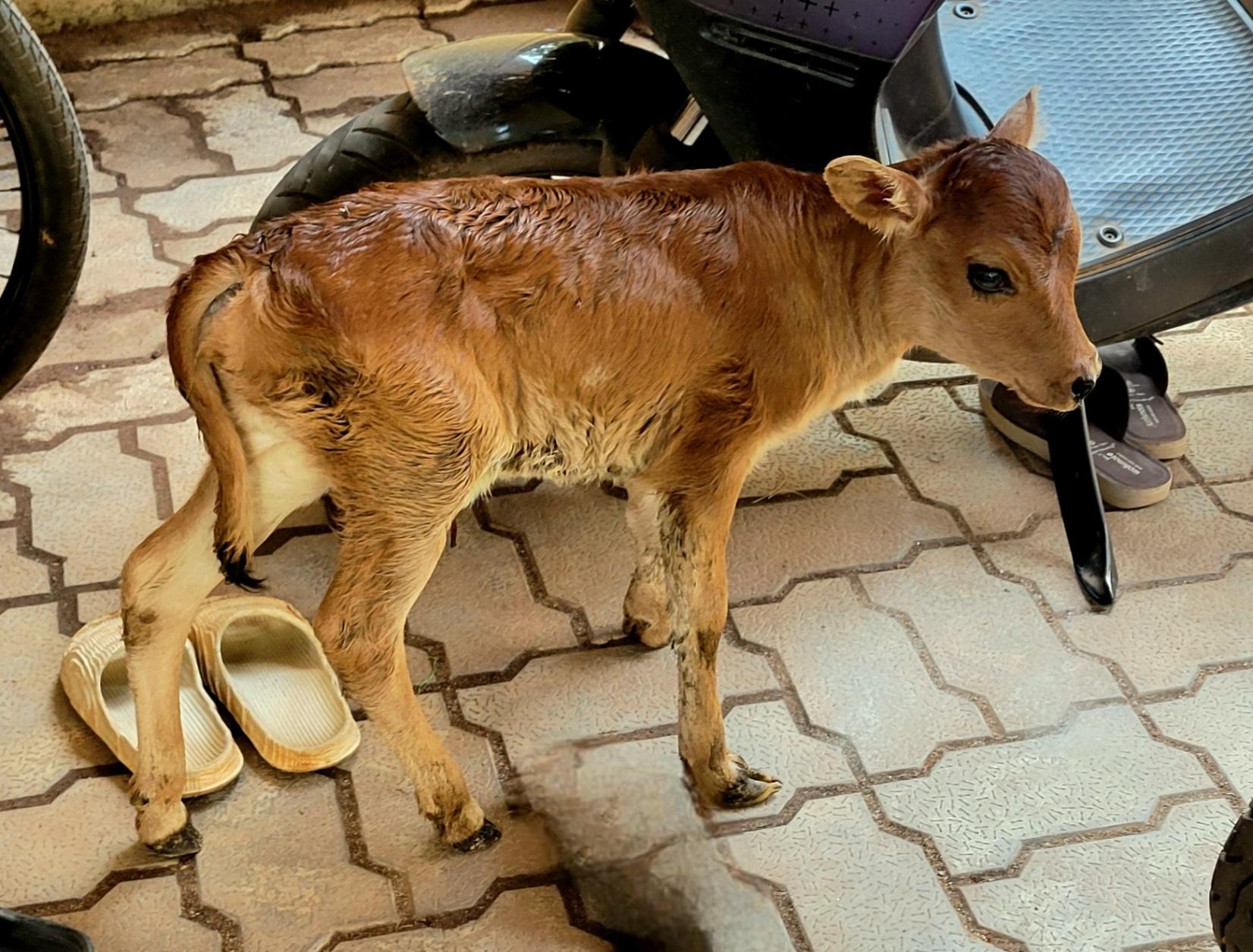 A brown newborn calf stands on a paved floor by a motorbike (partially visible). A pair of beige sandals on the floor by where the calf stands.