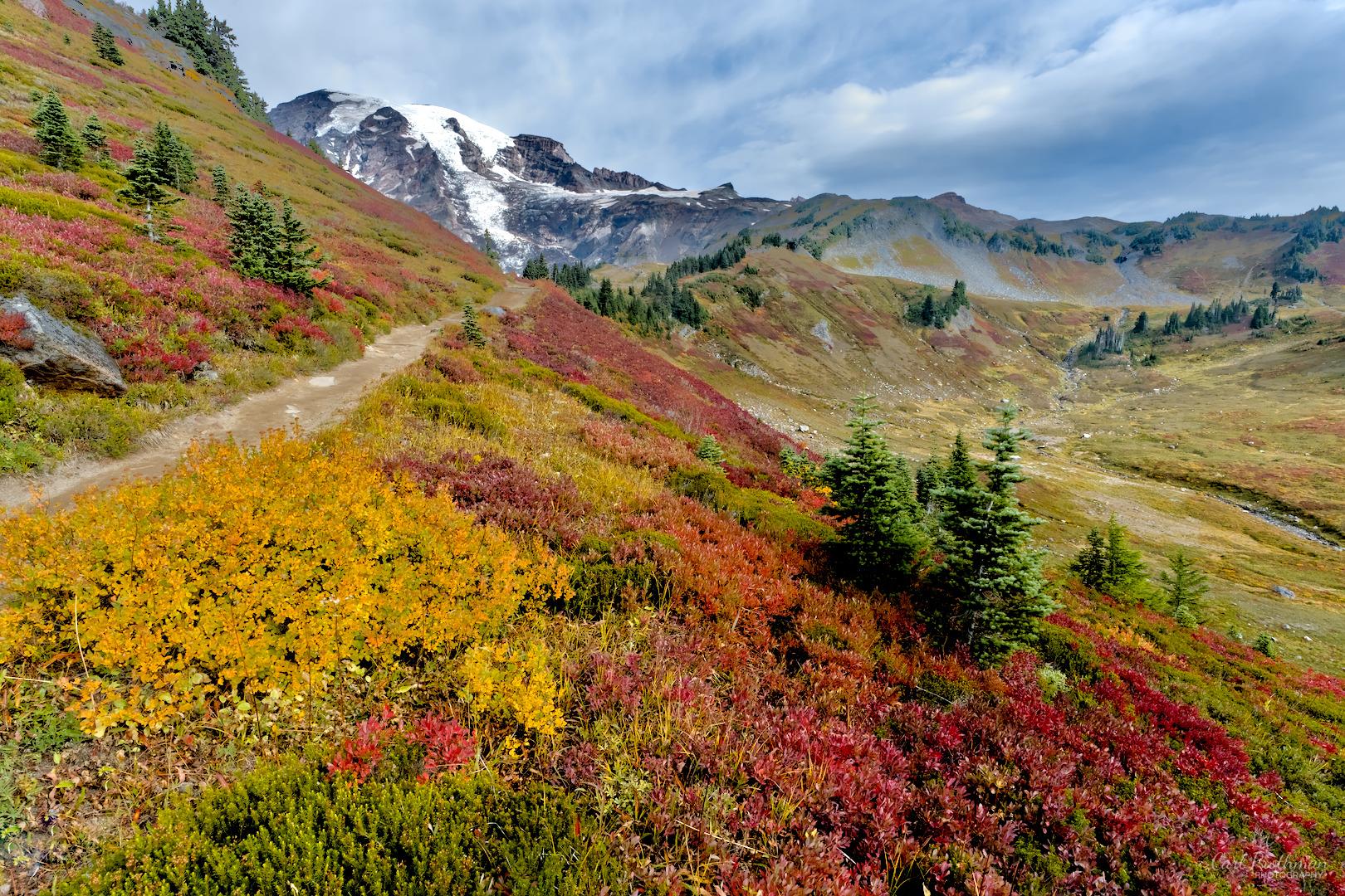 Mount Rainier rises beyond the Alta Vista Trail at Paradise, with bright yellow, red, and pink fall foliage covering the slopes around the trail. Morning sunlight makes the autumn colors glow among scattered evergreen trees beneath a partly cloudy sky. The scene feels vibrant and peaceful.